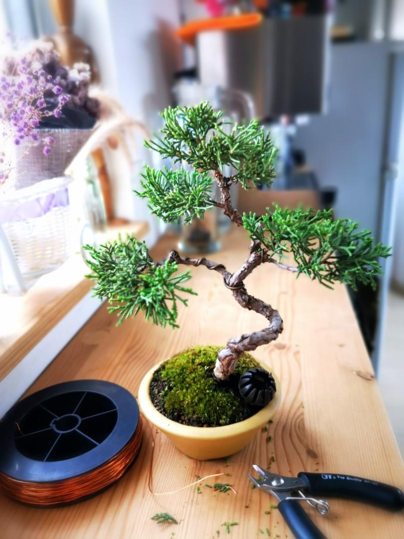 真柏盆栽(究極の逸品！)超お買得です。 - 植物/観葉植物