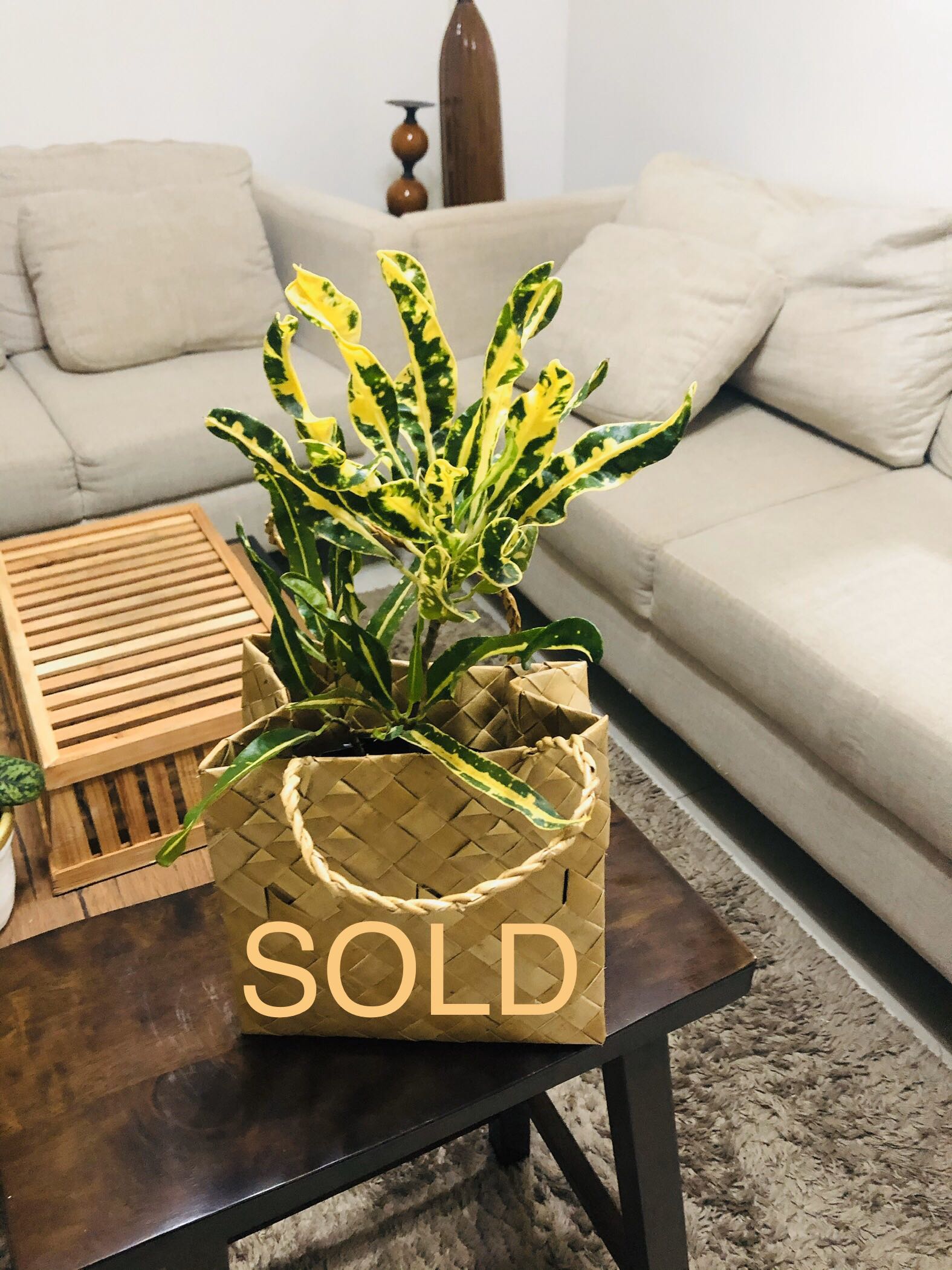 Banana Curly Crotons / San Francisco Plant, Furniture & Home Living ...
