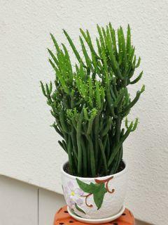 Coral / Pencil Cactus (Large)