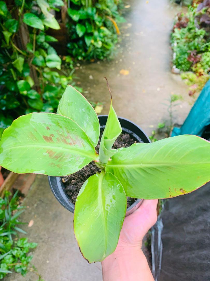 Dwarf Banana Plant Can Bonsai Gardening Plants On Carousell
