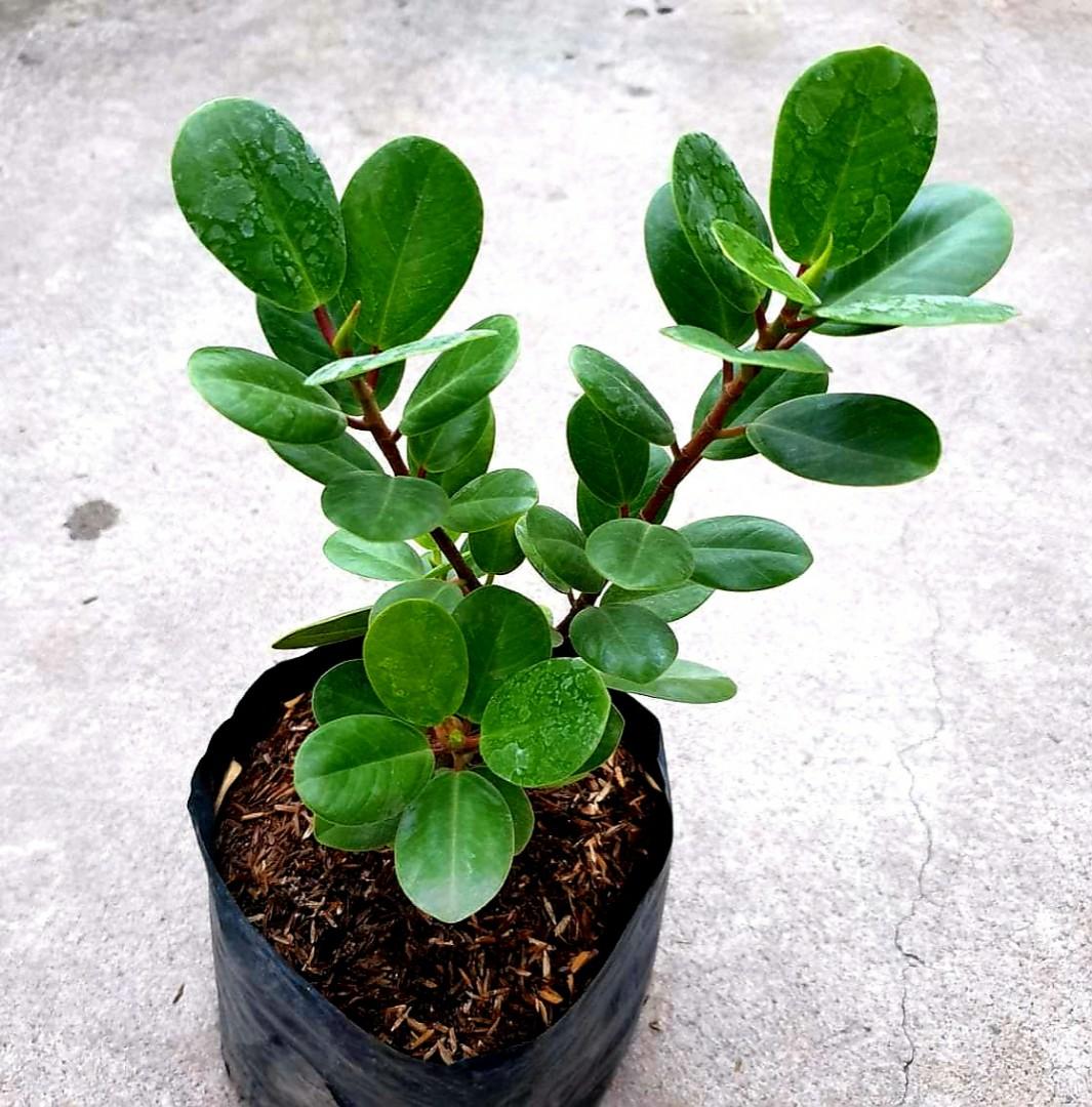 Ficus Nana Baby Rubber Tree Money Plant Furniture Home Living Gardening Plants Seeds On Carousell