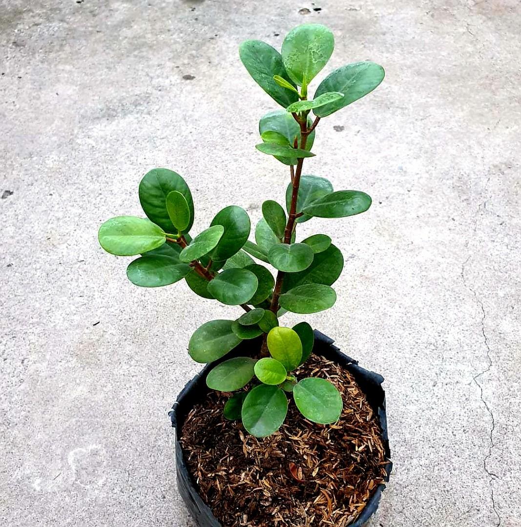Ficus Nana / Baby Rubber tree / Money plant, Furniture & Home Living