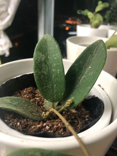 （分類：）位於 。 由 bluelaine 提交（商品編號 1032044644，圖片 1）。簡介： 。