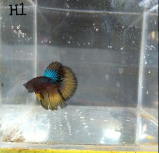 Ikan Cupang Crowntail Serit Perlengkapan Hewan Aksesoris Hewan Di Carousell