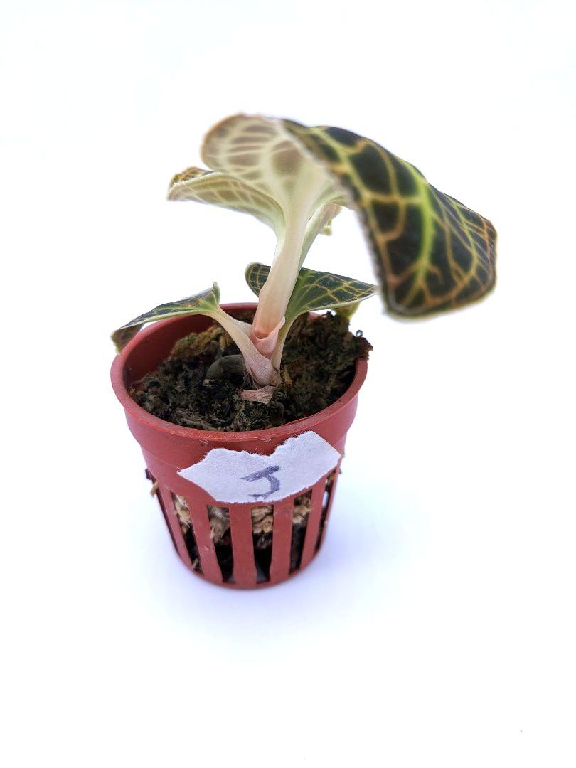 Jewel Orchid J Gardening Plants On Carousell