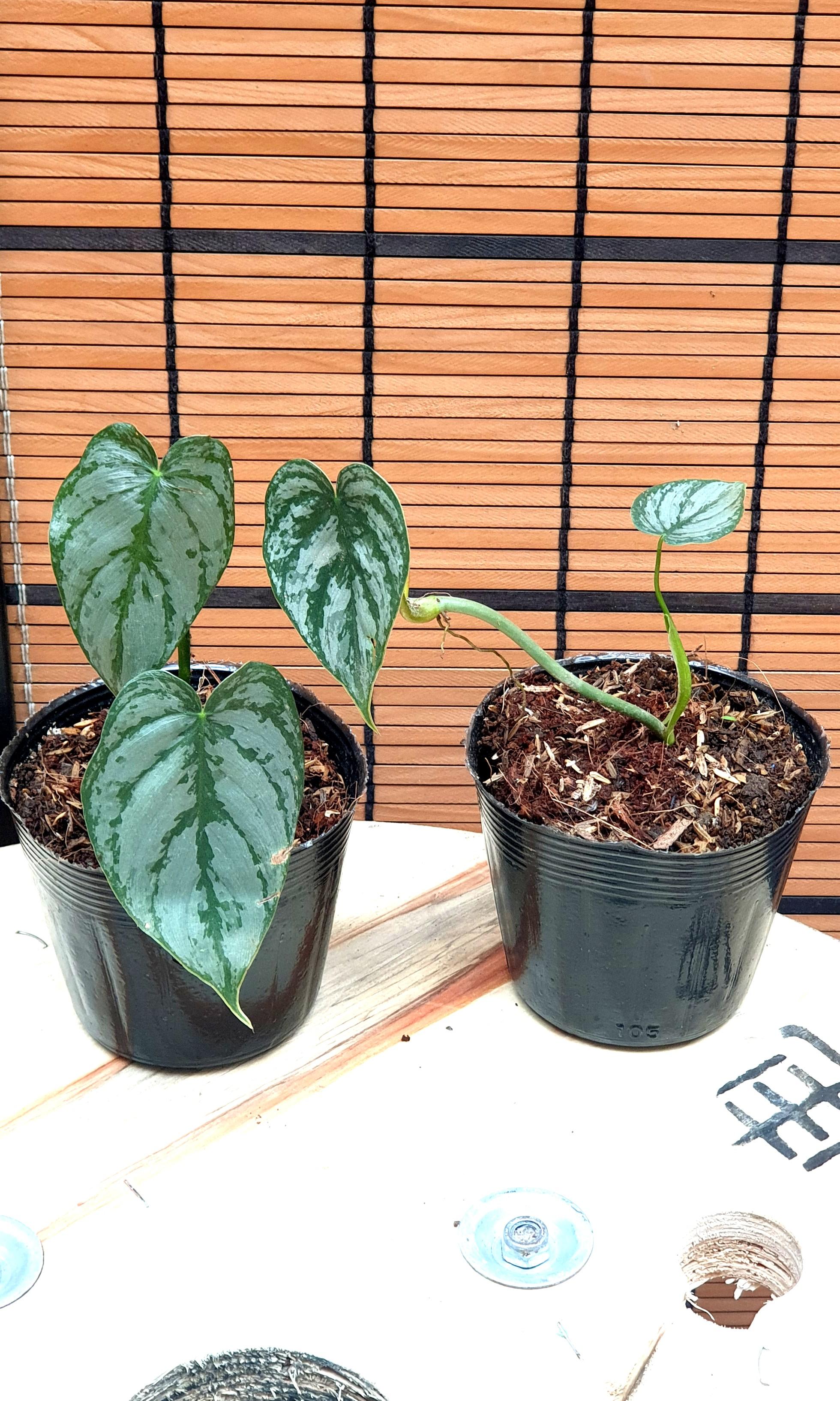 Philodendron Brandiatum Furniture Home Living Gardening Plants Seeds On Carousell