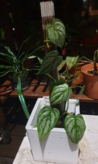 (Category: ) located in . Submitted by gawain (Listing ID 1032047356, Image 1). Description: .