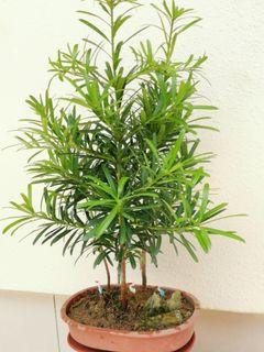Plum Pine Podocarpus macrophyllus
