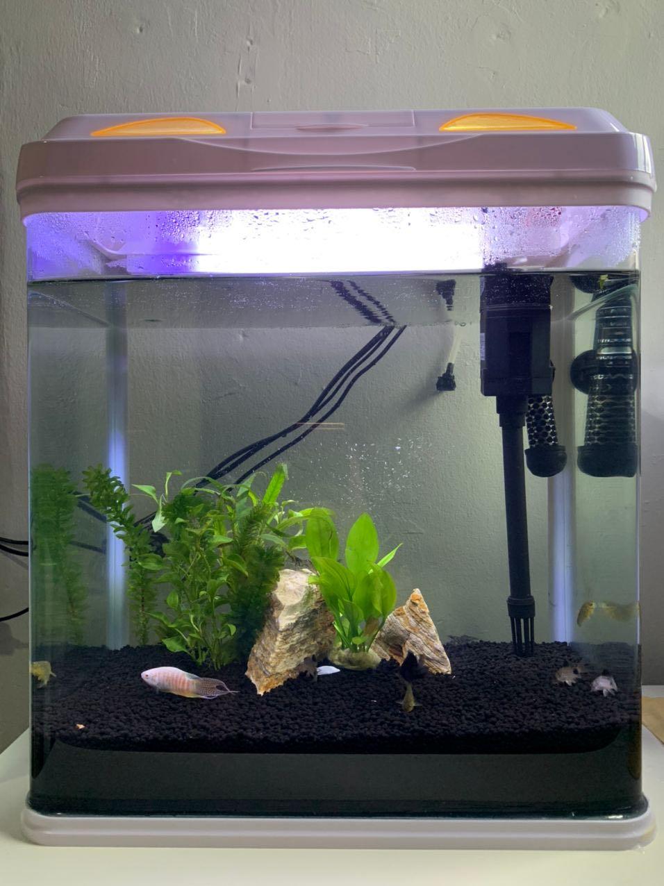 two point control leash