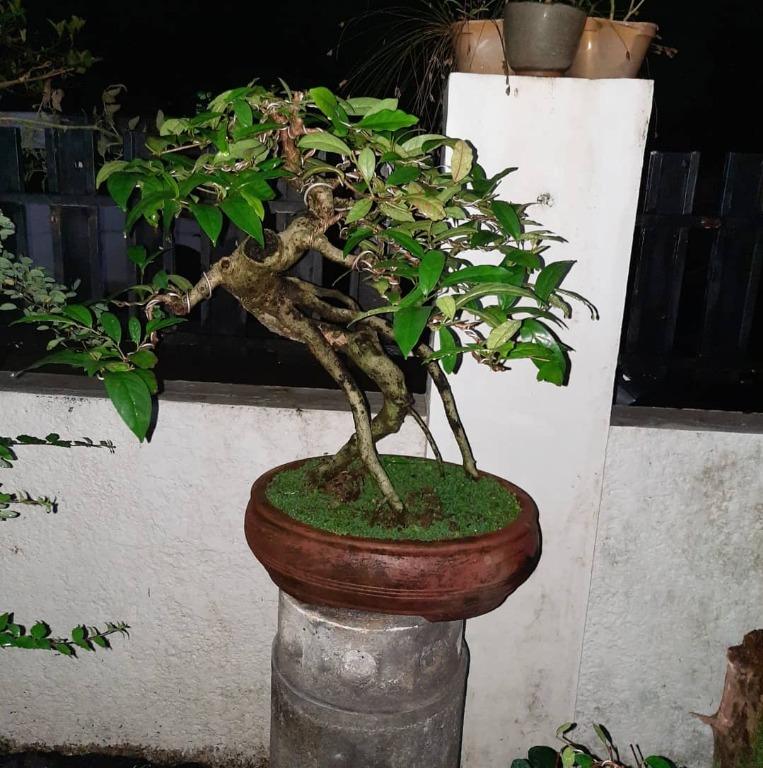 Bonsai for sale rare finds kamuning bilog, Furniture & Home Living,  Gardening, Plants & Seeds on Carousell