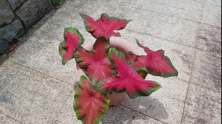 (Category: ) located in . Submitted by gweenhouse (Listing ID 1032171862, Image 1). Description: .