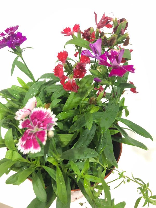 Fertilizer+Carnation plants, Furniture & Home Living, Gardening, Plants