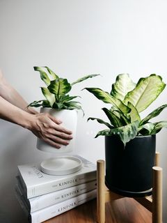 (Category: ) located in . Submitted by dfloralsense (Listing ID 1032222407, Image 1). Description: .