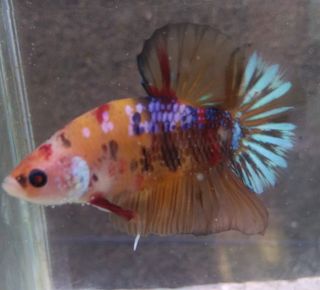 Ikan Cupang Nemo Male Perlengkapan Hewan Aksesoris Hewan Di Carousell