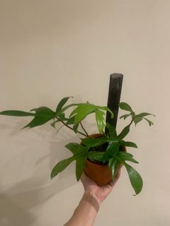 (Category: ) located in . Submitted by plantually (Listing ID 1032285864, Image 1). Description: .