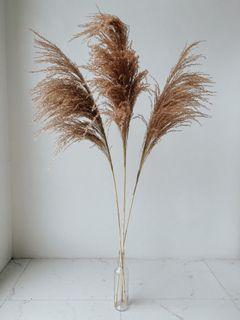 Rust Reed Pampas