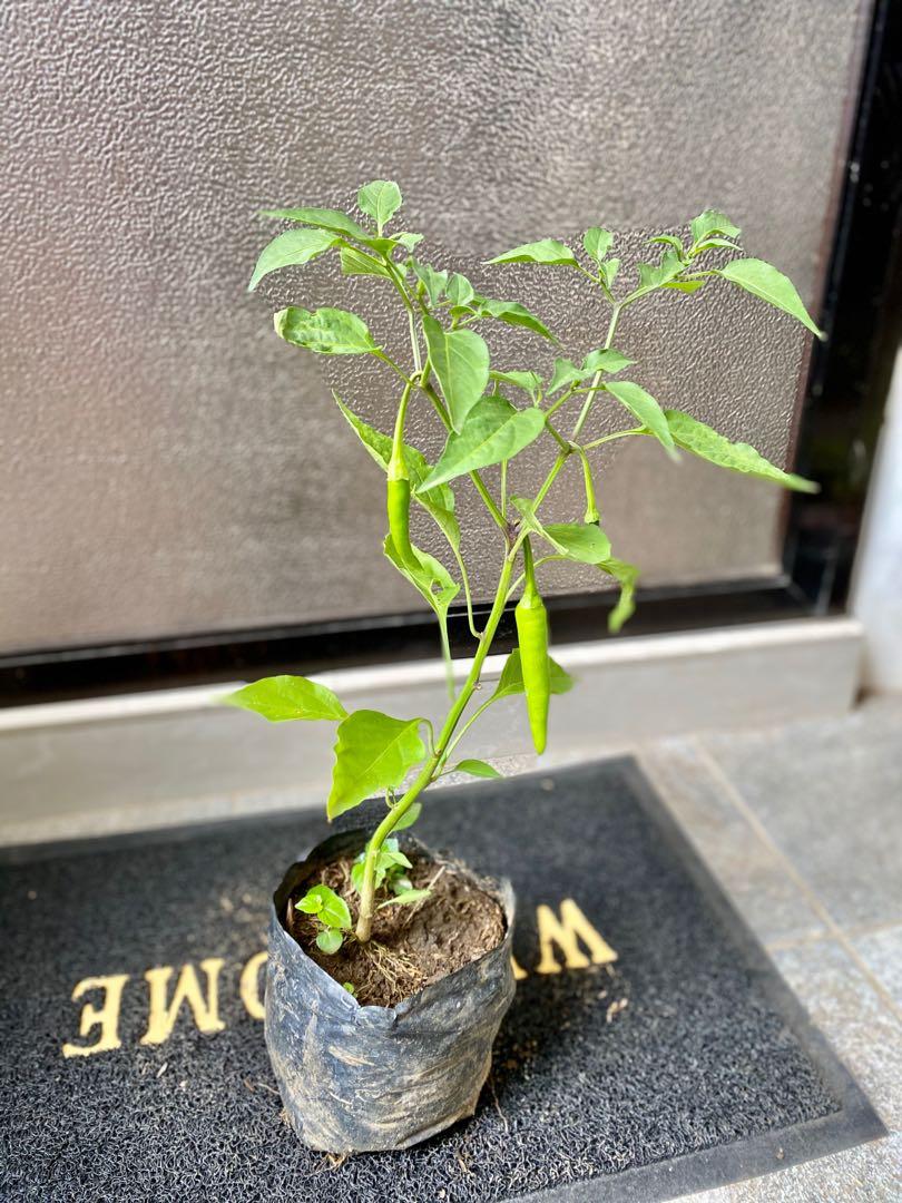 Sili Panigang Plant Furniture Home Living Gardening Plants Seeds On Carousell