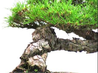 (Category: ) located in . Submitted by pan_bonsai (Listing ID 1032122252, Image 1). Description: .
