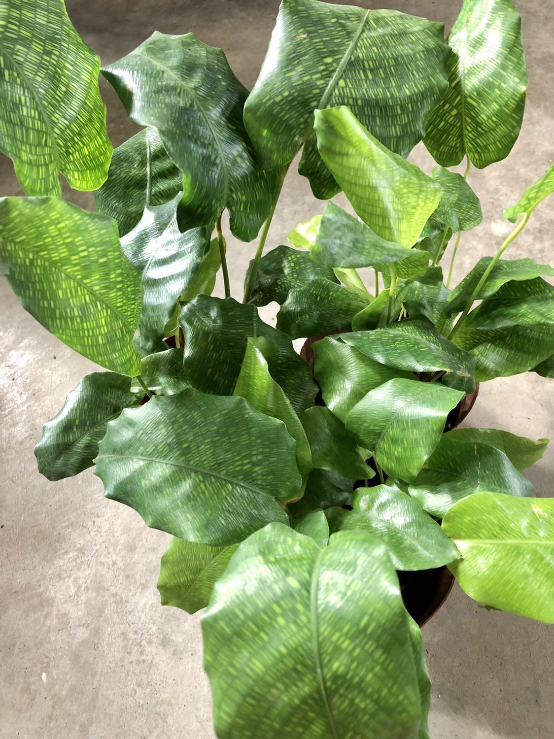 Last Calathea Musaica Network Gardening Plants On Carousell