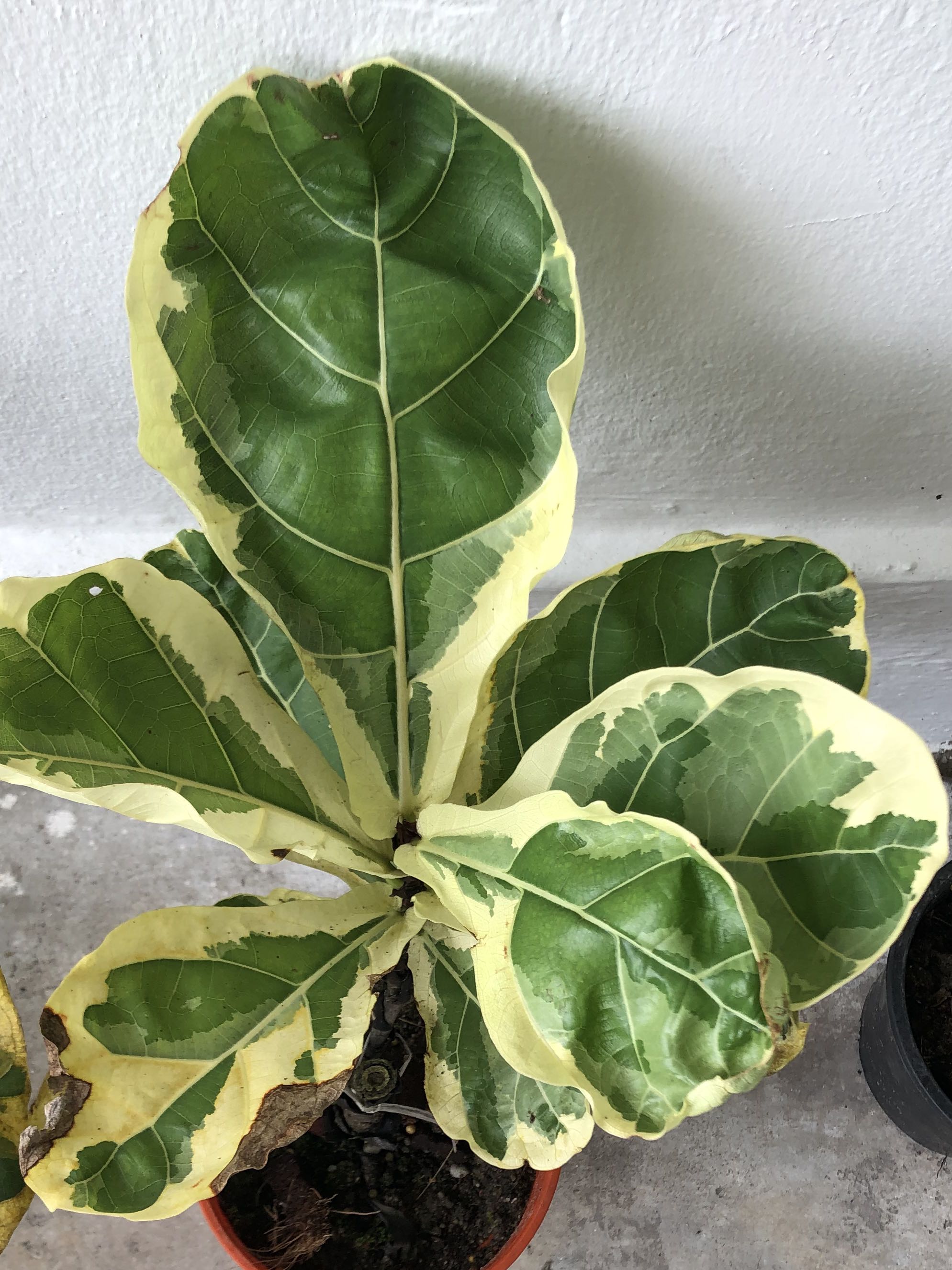 Variegated discount ficus lyrata