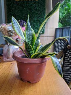 Home grown organic  snake plant