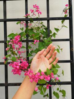 Mexican Coral Vine Seeds