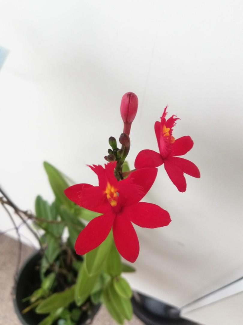 Orchid plant with deep red colour, Furniture & Home Living, Home Decor