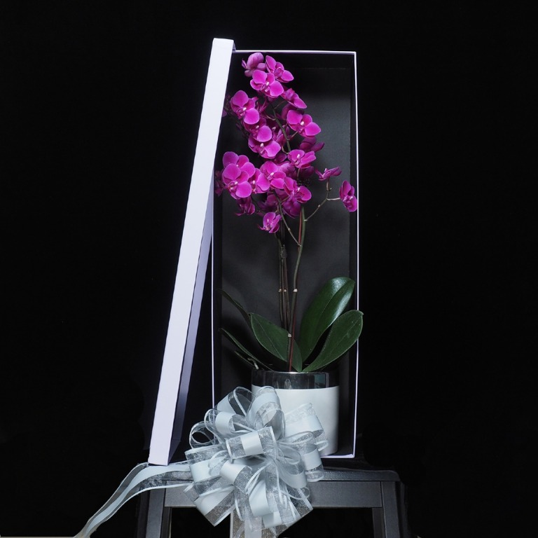 Phalaenopsis Orchid Gift Box Gardening Flowers Bouquets On Carousell