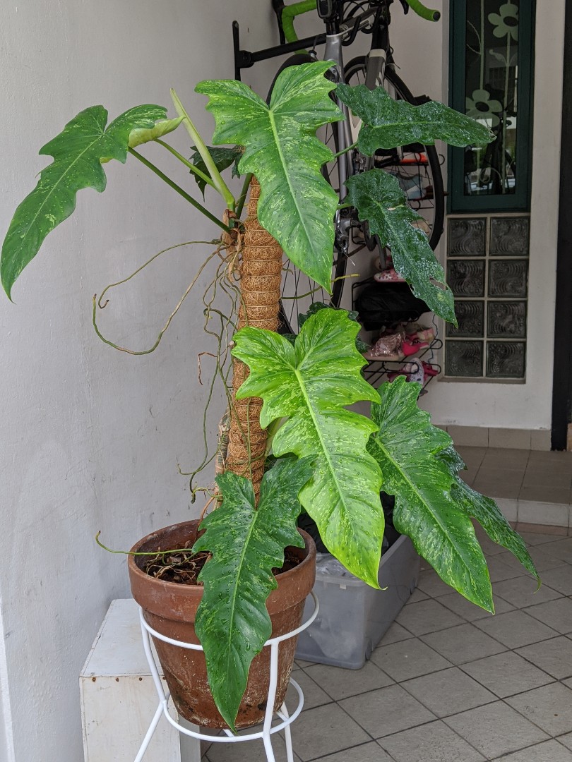 Variegated Fiddle Lime Philodendron Cutting Unrooted Furniture Home Living Gardening Plants Seeds On Carousell