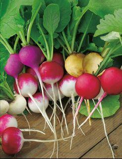 vegetable seed . radish . easter egg mix