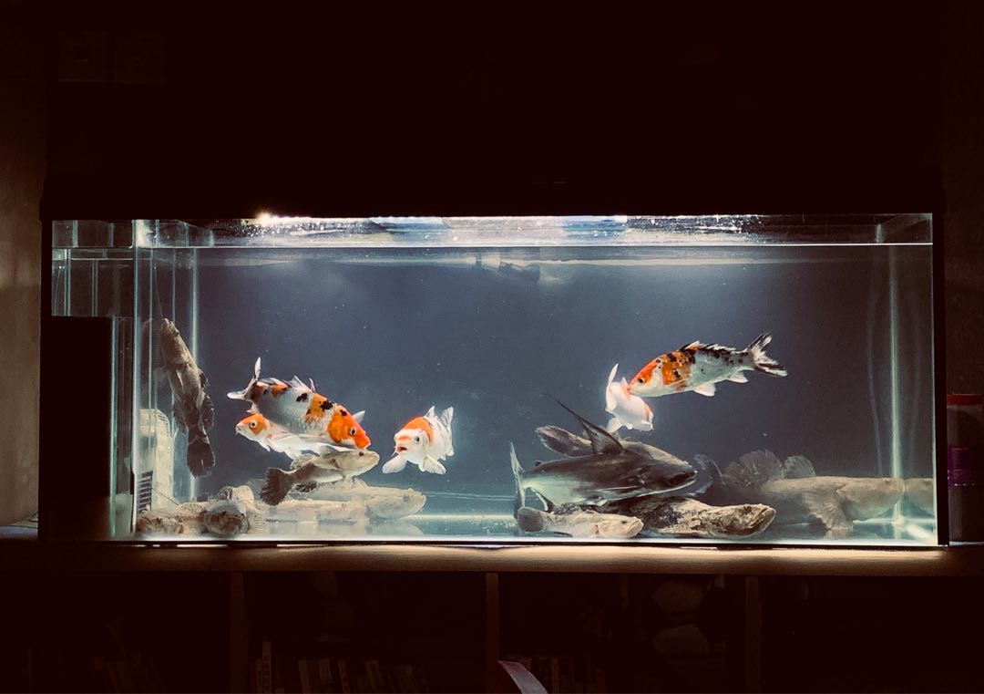 Big Super White Fish Tank Pet Supplies Pet Accessories On Carousell