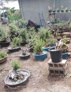 For Bonsai For Sale Flowers Plants Carousell Philippines