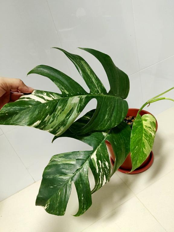 Epipremnum Pinnatum Variegated Small Xl Gardening Plants On Carousell
