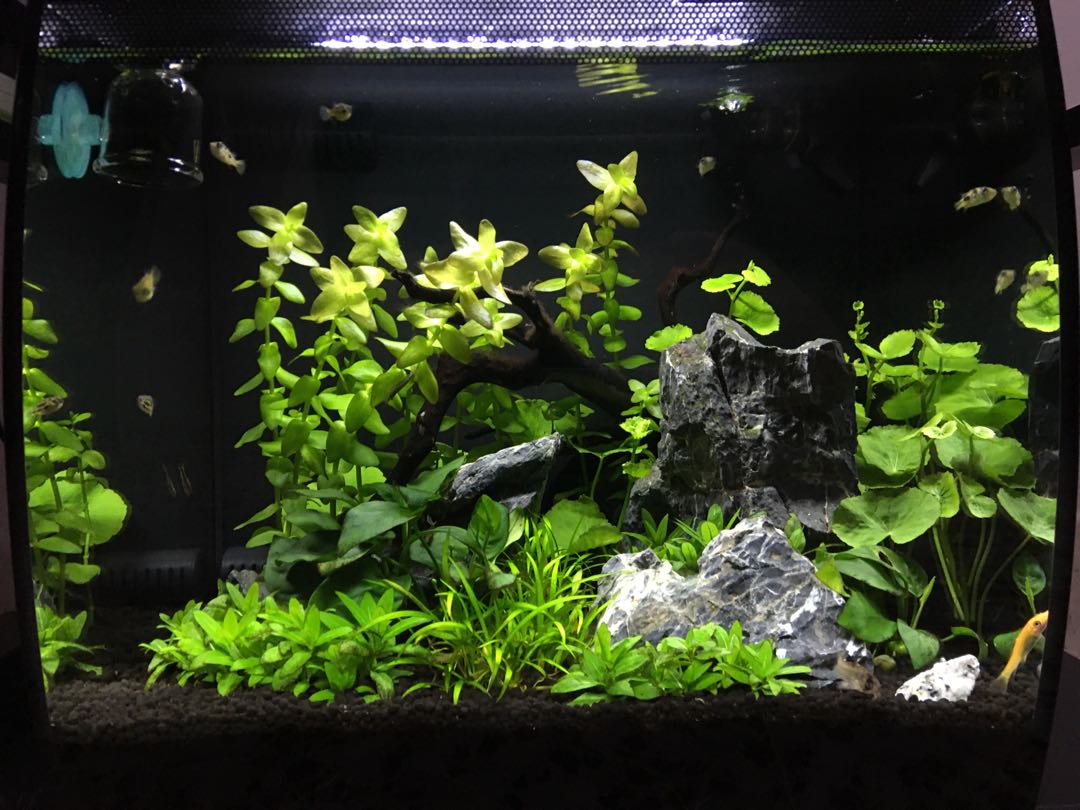 Fluval deals flex aquascape