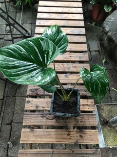 （分類：）位於 。 由 garygarden 提交（商品編號 1026128407，圖片 1）。簡介： 。