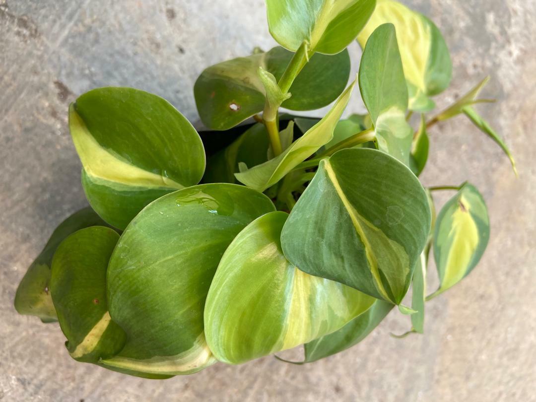 Philodendron Brasil Home Furniture Gardening On Carousell