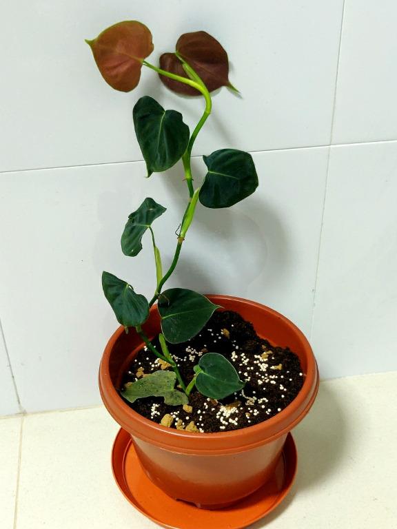 Philodendron Lupinum Gardening Plants On Carousell