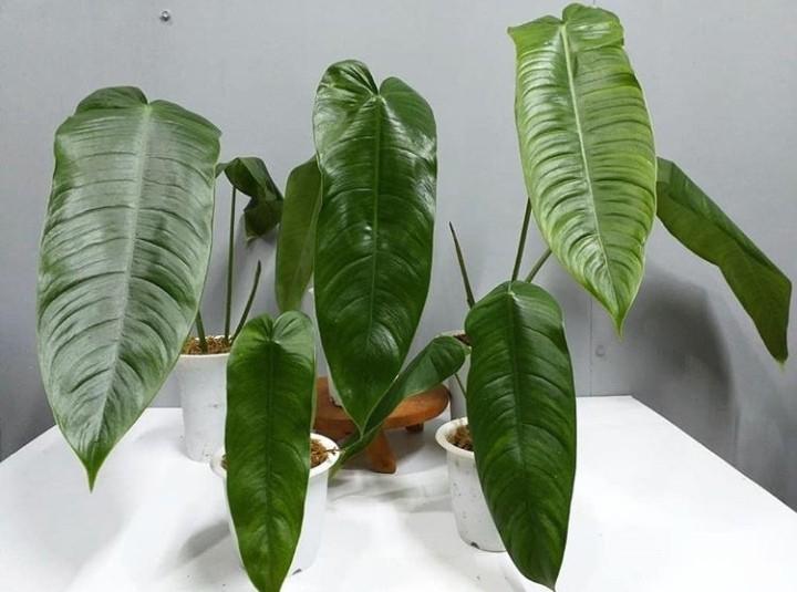 Philodendron Sharoniae Home Furniture Gardening On Carousell