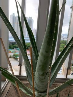 （分類：）位於 。 由 rice12355 提交（商品編號 1026291047，圖片 1）。簡介： 。