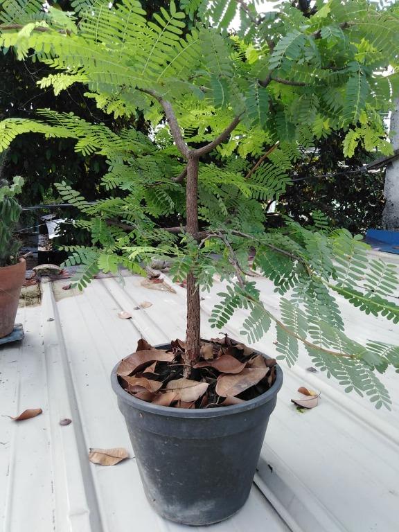 Bonsai Sampaloc Tamarind Tree Gardening Flowers Plants On Carousell