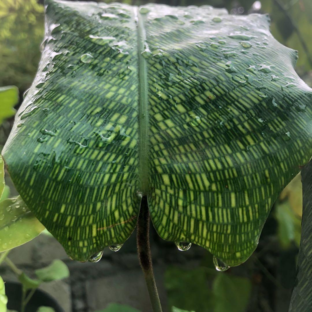 Calathea Musaica Medium Gardening Flowers Plants On Carousell
