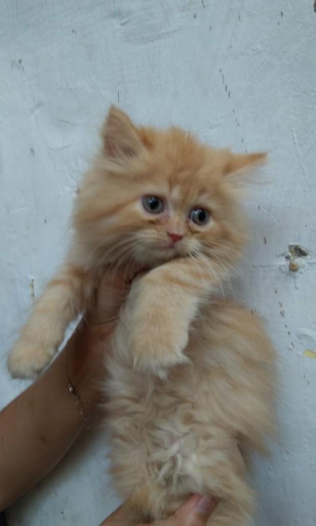 Persia medium shop kitten
