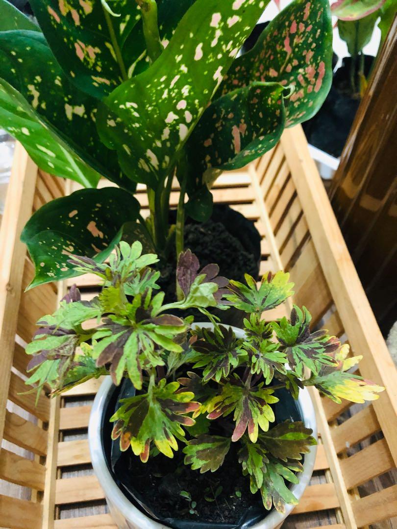 Mosaic Coleus - Mayana Plant Variety, Furniture & Home Living