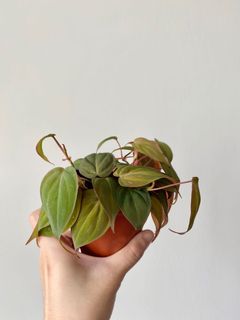 (Category: ) located in . Submitted by allplantstuff (Listing ID 1026346644, Image 1). Description: .