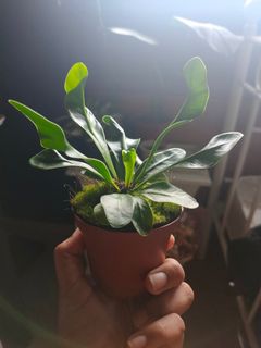 (Category: ) located in . Submitted by saraplants (Listing ID 1026298516, Image 1). Description: .