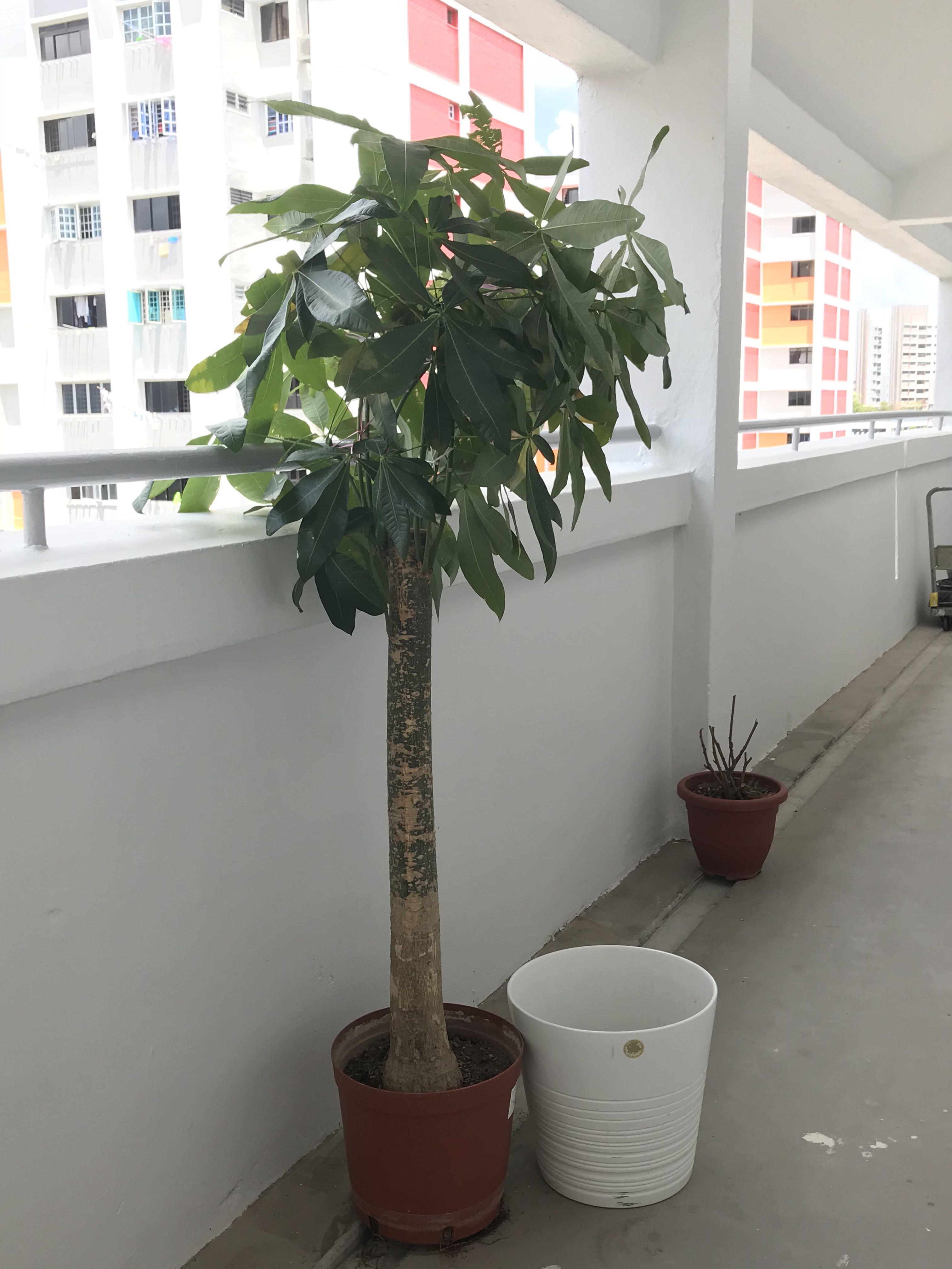 big money tree plant