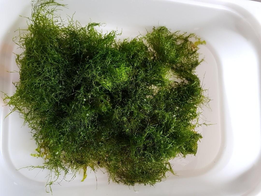 6 In 1 Moss Clump Pet Supplies For Fish Fish Tank Accessories On Carousell