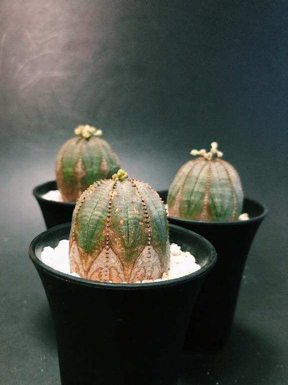 木質化布紋球多肉植物盆栽塊根euphorbia Obesa Cactus Plant 傢俬 家居 Gardening Plants Carousell