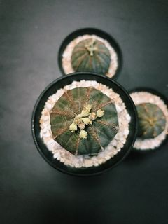 （分類：）位於 。 由 pristinelai 提交（商品編號 1026697026，圖片 1）。簡介： 。