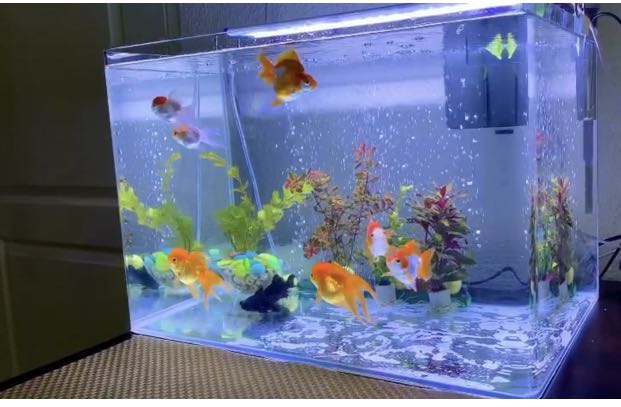 470 Koleksi Aquarium Maskoki Gratis Terbaik